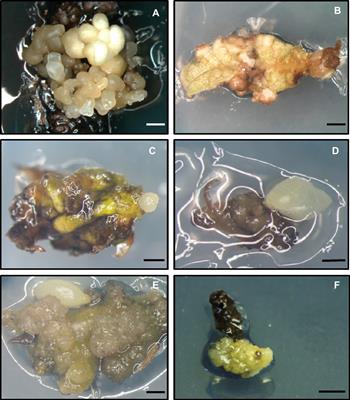 Holm Oak Somatic Embryogenesis: Current Status and Future Perspectives